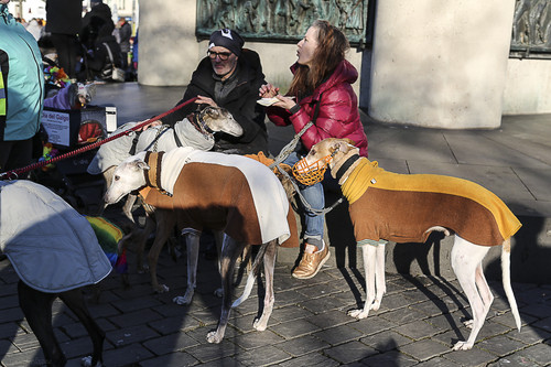 Galgo Marsch Köln 2025 934.jpg