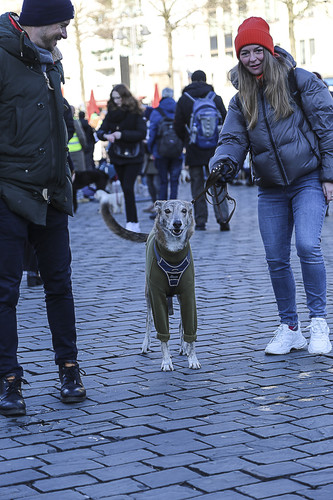 Galgo Marsch Köln 2025 947.jpg