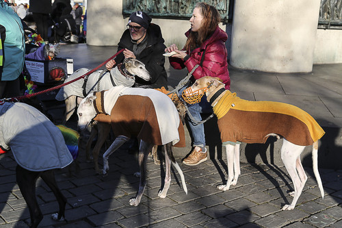 Galgo Marsch Köln 2025 935.jpg