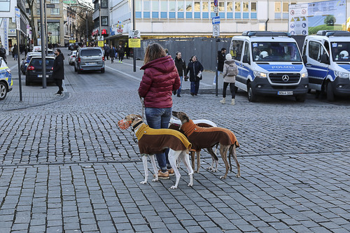 Galgo Marsch Köln 2025 941.jpg