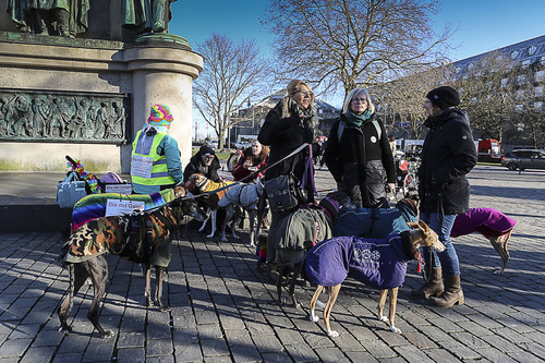 Galgo Marsch Köln 2025 929.jpg