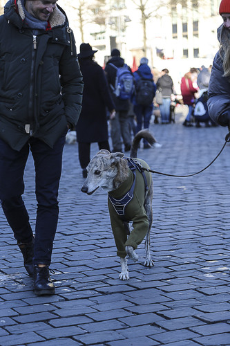 Galgo Marsch Köln 2025 949.jpg