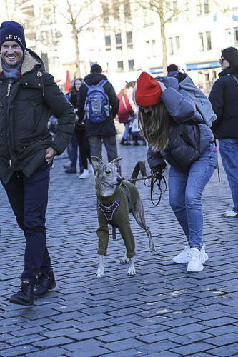 Galgo Marsch Köln 2025 944.jpg