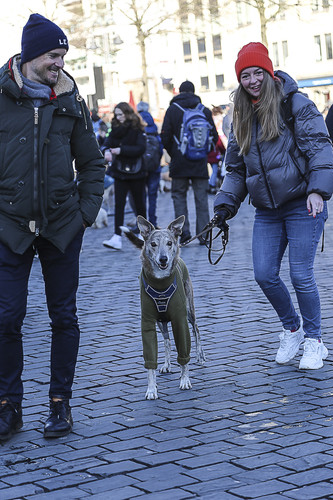 Galgo Marsch Köln 2025 946.jpg