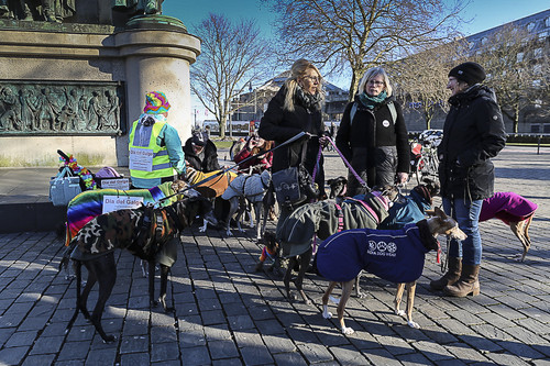 Galgo Marsch Köln 2025 932.jpg