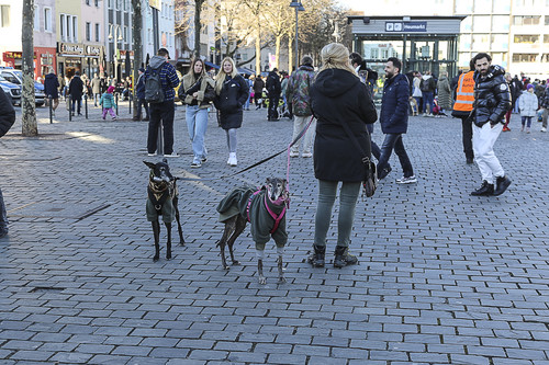 Galgo Marsch Köln 2025 940.jpg