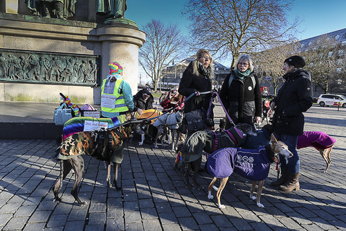 Galgo Marsch Köln 2025 930.jpg