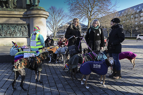 Galgo Marsch Köln 2025 931.jpg