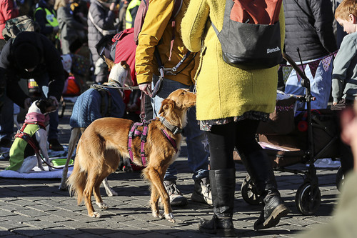 Galgo Marsch Köln 2025 841.jpg