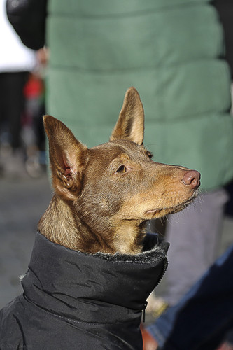 Galgo Marsch Köln 2025 824.jpg