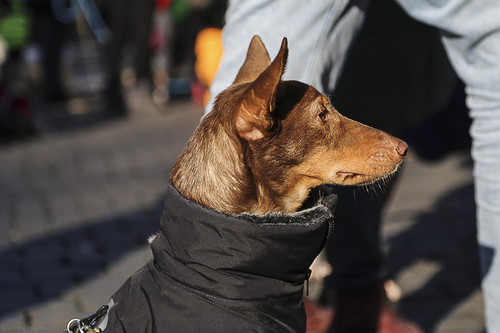 Galgo Marsch Köln 2025 822.jpg