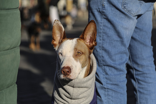 Galgo Marsch Köln 2025 818.jpg