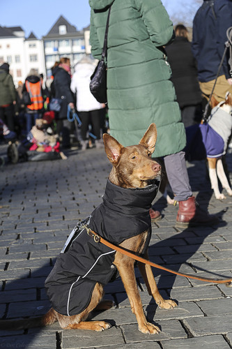 Galgo Marsch Köln 2025 826.jpg