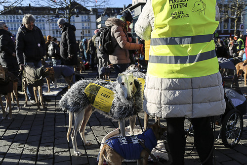 Galgo Marsch Köln 2025 842.jpg