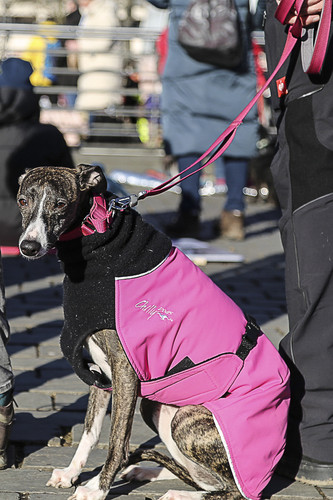 Galgo Marsch Köln 2025 836.jpg