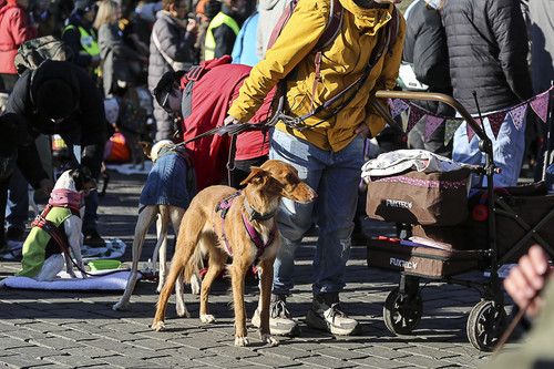 Galgo Marsch Köln 2025 840.jpg
