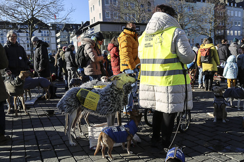 Galgo Marsch Köln 2025 843.jpg