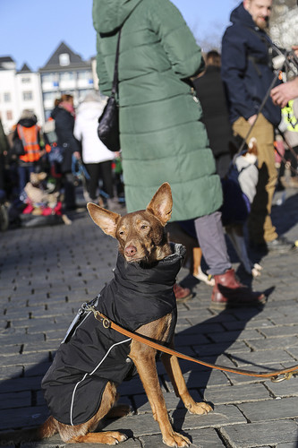 Galgo Marsch Köln 2025 828.jpg