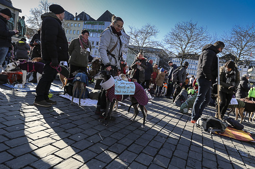 Galgo Marsch Köln 2025 834.jpg