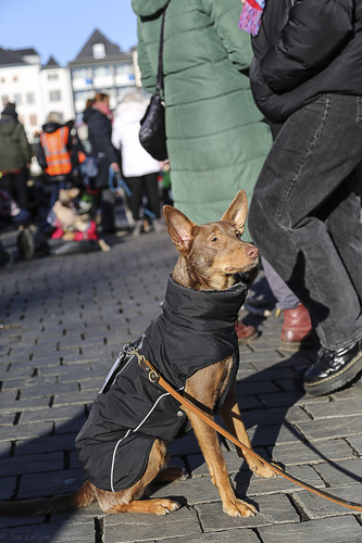 Galgo Marsch Köln 2025 829.jpg