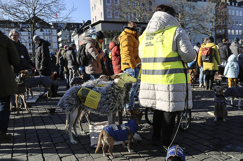 Galgo Marsch Köln 2025 844.jpg