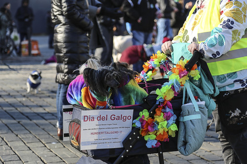 Galgo Marsch Köln 2025 821.jpg