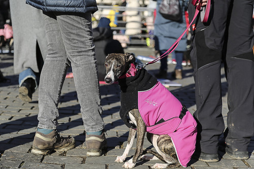 Galgo Marsch Köln 2025 837.jpg