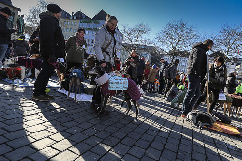 Galgo Marsch Köln 2025 835.jpg