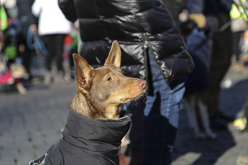 Galgo Marsch Köln 2025 823.jpg