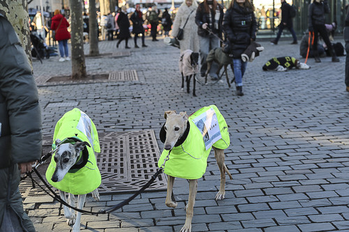Galgo Marsch Köln 2025 956.jpg