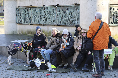 Galgo Marsch Köln 2025 950.jpg