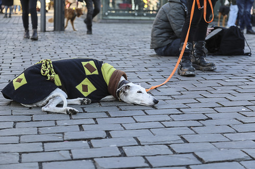 Galgo Marsch Köln 2025 959.jpg