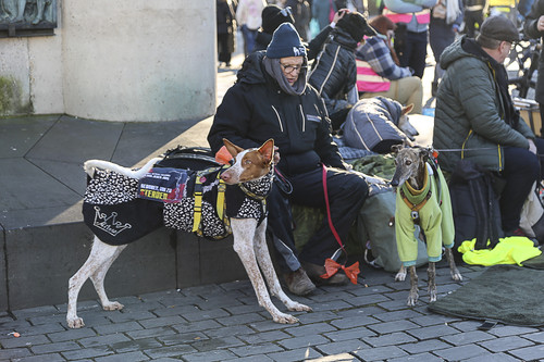 Galgo Marsch Köln 2025 951.jpg