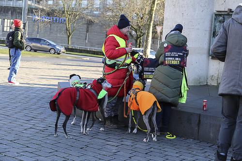 Galgo Marsch Köln 2025 955.jpg