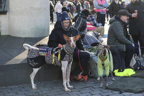 Galgo Marsch Köln 2025 952.jpg
