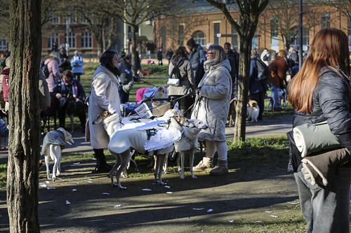 Galgo Marsch Köln 2025 2025.jpg