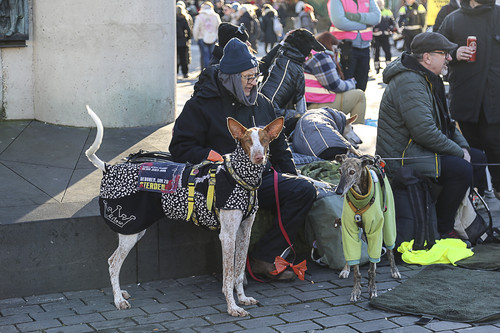 Galgo Marsch Köln 2025 953.jpg