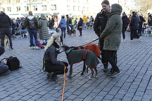 Galgo Marsch Köln 2025 961.jpg