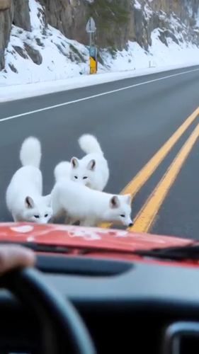 kmc 20250202 075620.png