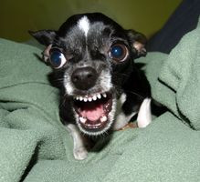 1119px Killer Chihuahua.jpg