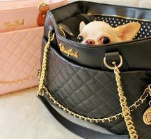 chihuahua in handbag.jpg