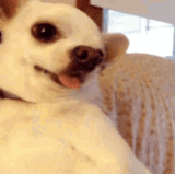 ezgif 61ff18107ae8b.gif