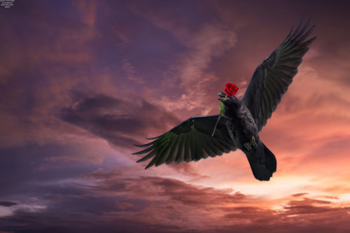 Rose Crow 2Kx3K.png