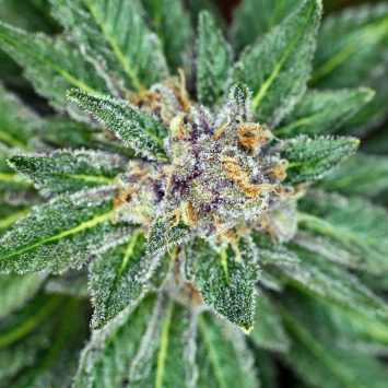 Best Cannabis Delivery in DC | Exotic Dreams.jpg