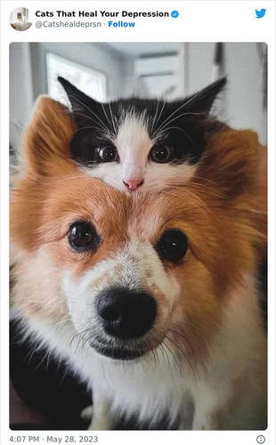 heart warming cat pics 1 649441f6d18a3 700.jpg