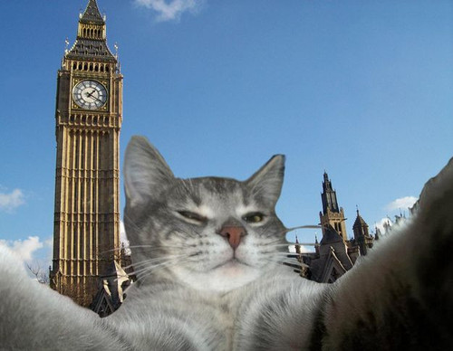 12 Pictures Of Some Well Traveled Cats.jpg