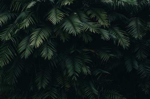 pexels catiamatos 1072179.jpg