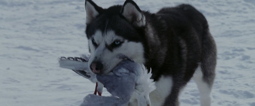 南极大冒险.Eight.Below.2006.BluRay.1080p.x265.10bit.4Audio.DDP5.1.MNHD FRDS 06.jpg