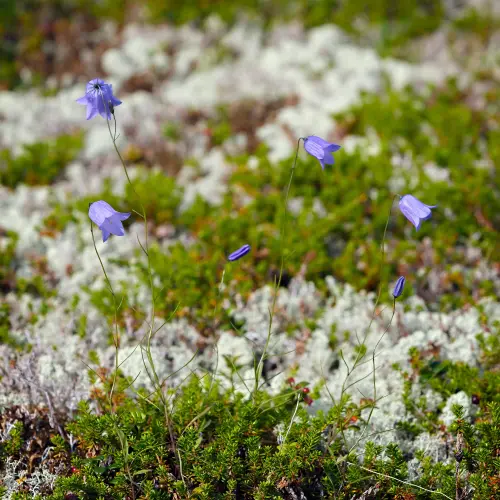 vegetation tundra 445280 3188 (1).webp