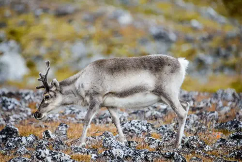 reindeer 160321 1064.webp